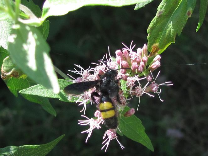 Scolia hirta, maschio, Scoliidae